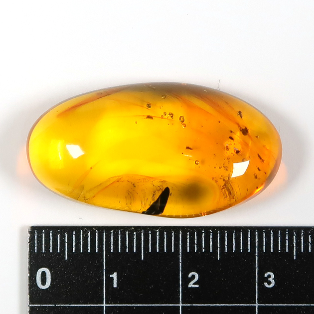 虫入り琥珀（Insects in Amber）｜化石販売・鉱物販売の東京サイエンス