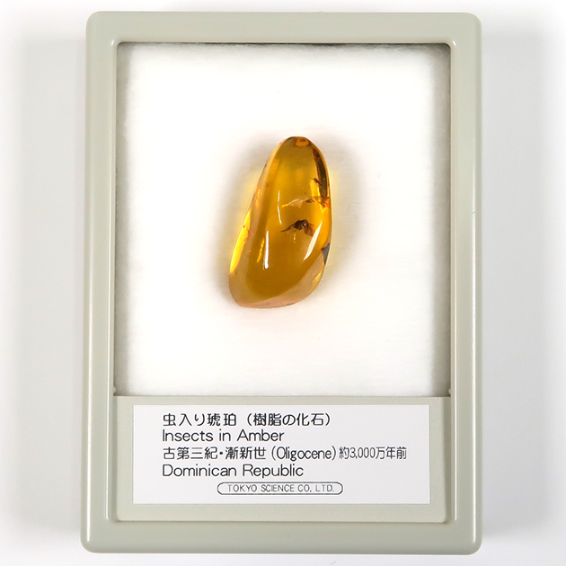 虫入り琥珀【B-536】 虫入り琥珀【B-536】