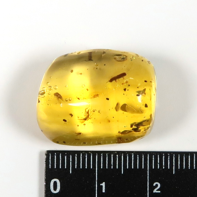 虫入り琥珀