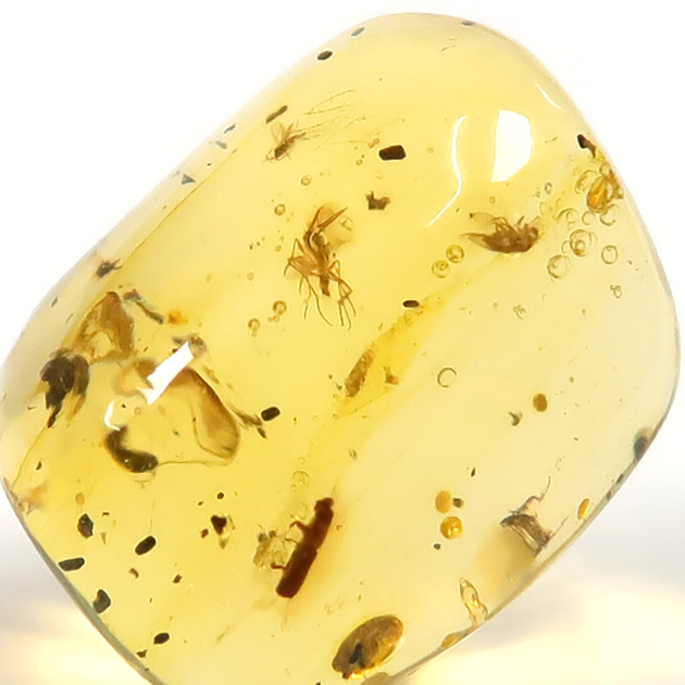 虫入り琥珀