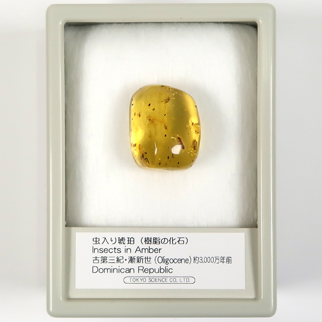 虫入り琥珀