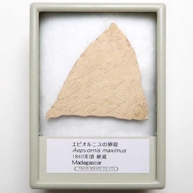 過去販売－エピオルニスの卵殻（Aepyornis）｜化石販売・鉱物販売の東京サイエンス