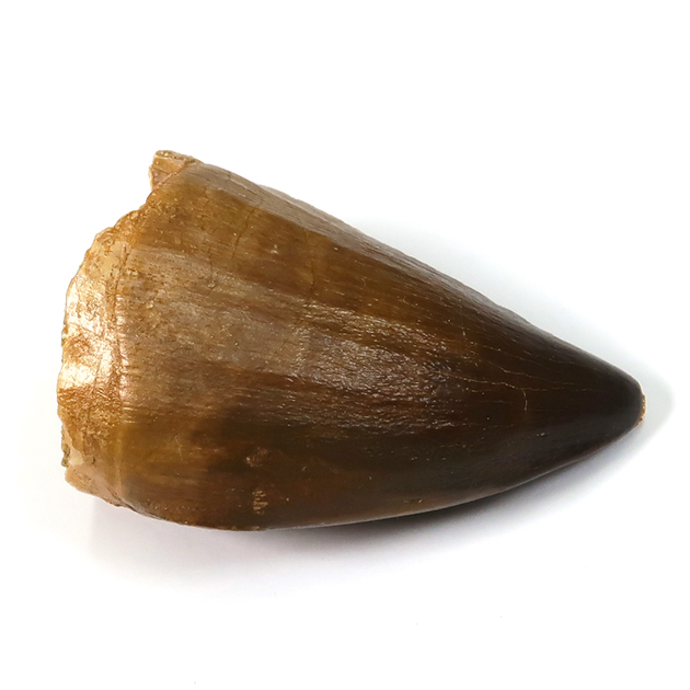 モササウルスの歯