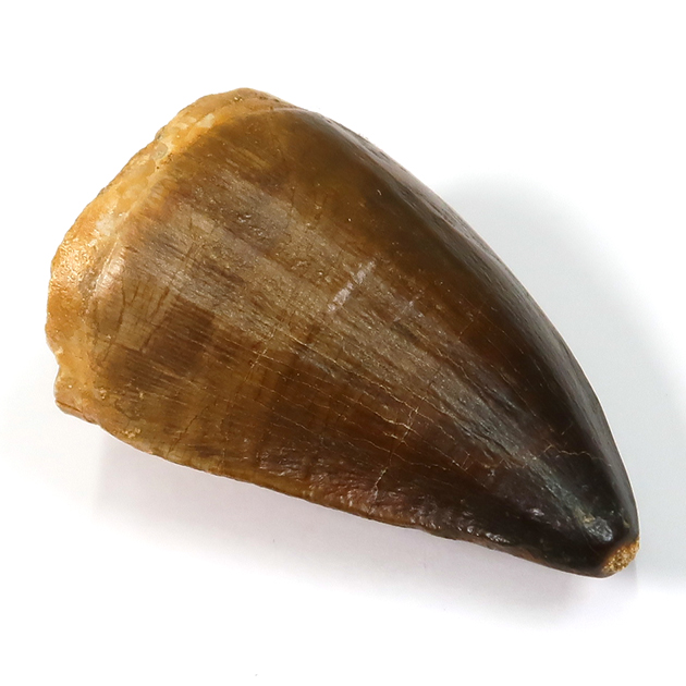 モササウルスの歯