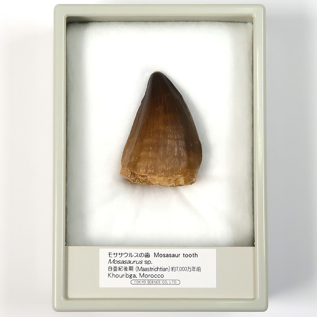 モササウルスの歯