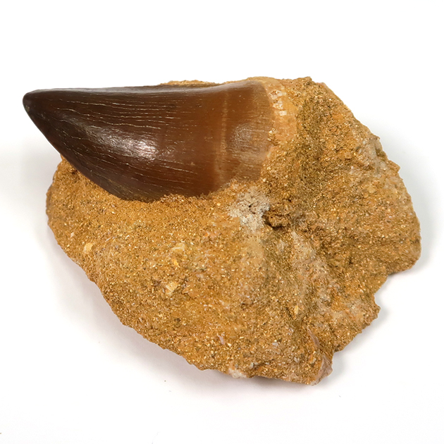 モササウルスの歯