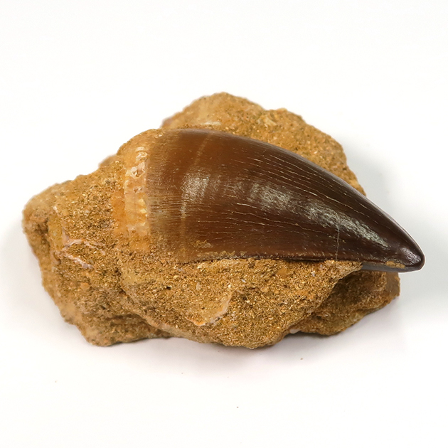 モササウルスの歯