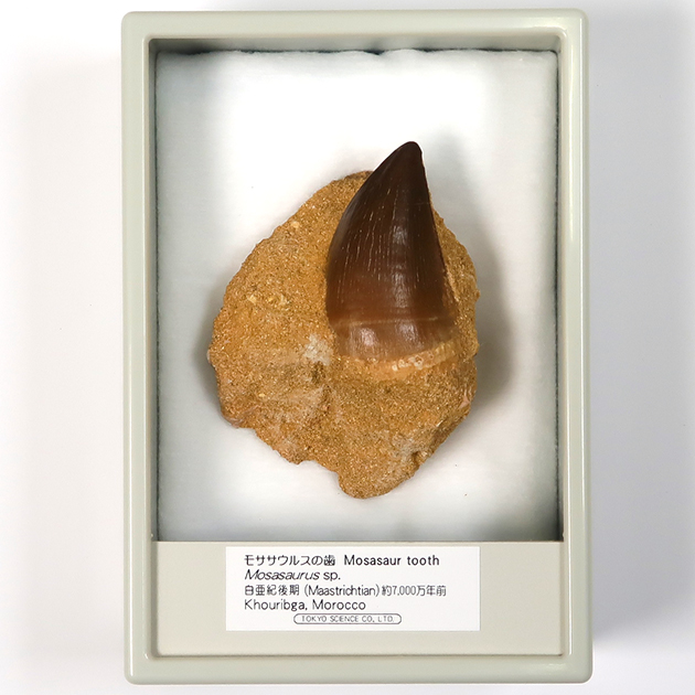 モササウルスの歯