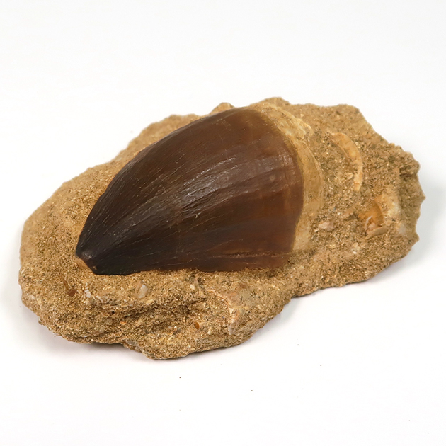 モササウルスの歯