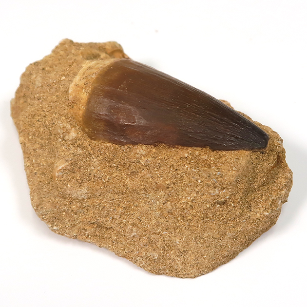 モササウルスの歯