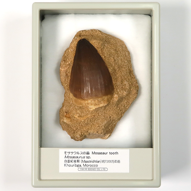モササウルスの歯