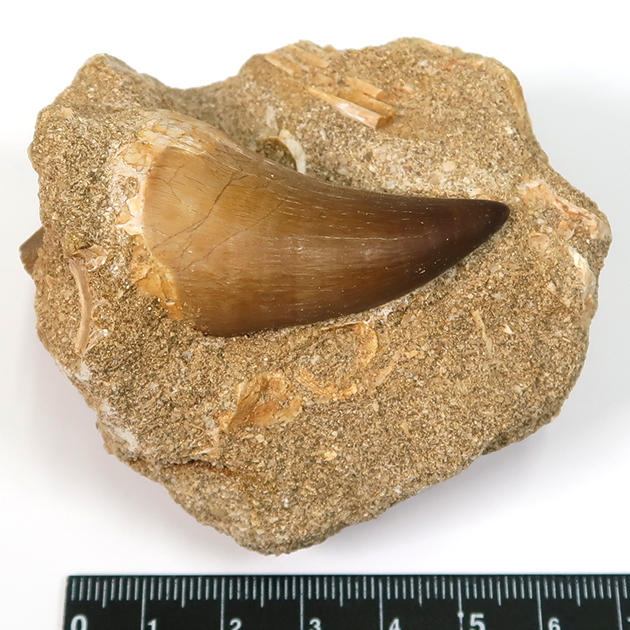 モササウルスの歯