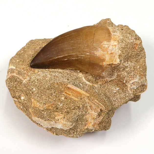 モササウルスの歯