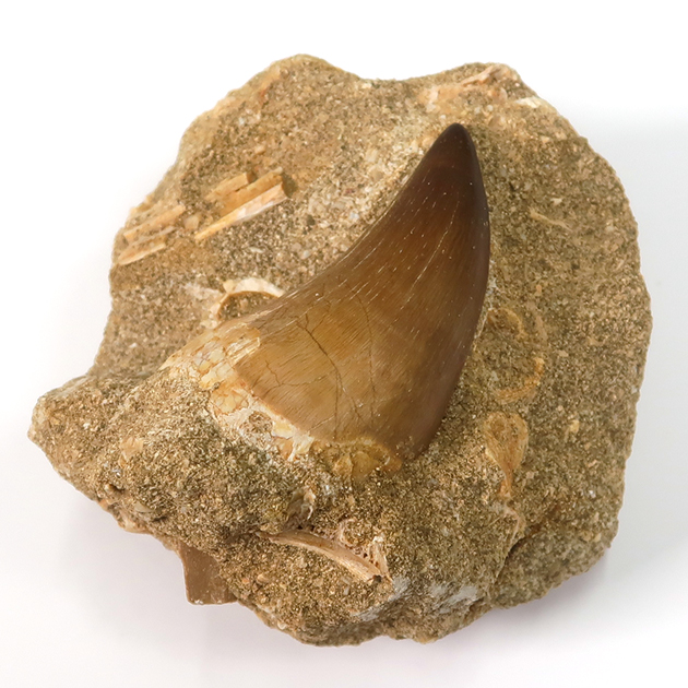 モササウルスの歯