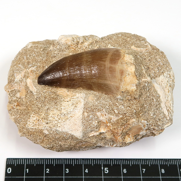 モササウルスの歯