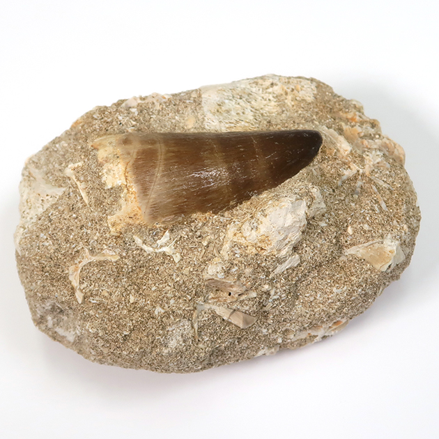 モササウルスの歯