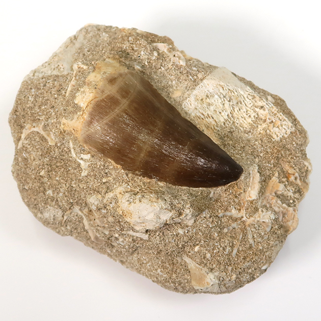 モササウルスの歯