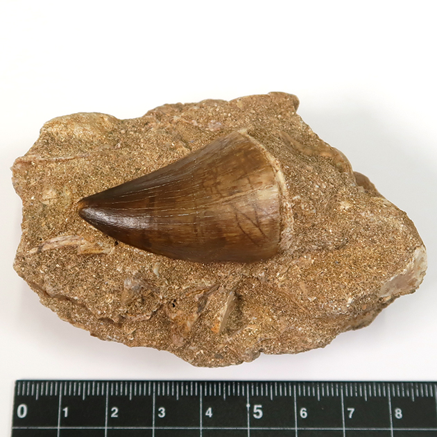 モササウルスの歯