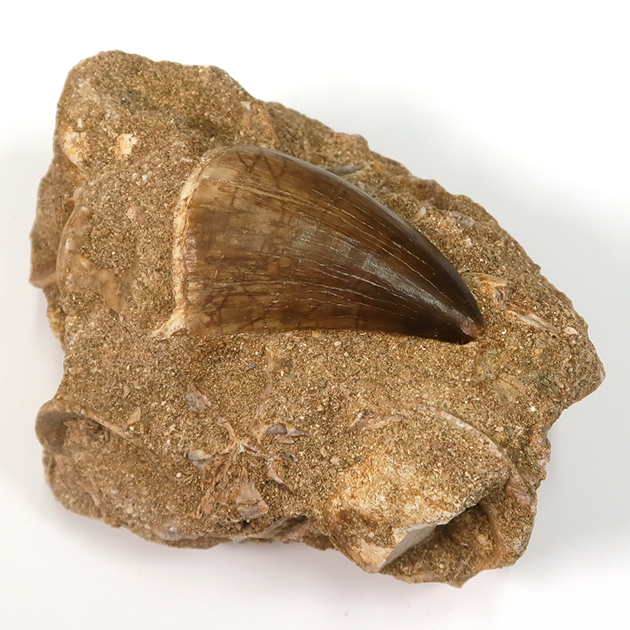 モササウルスの歯