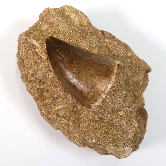 モササウルスの歯