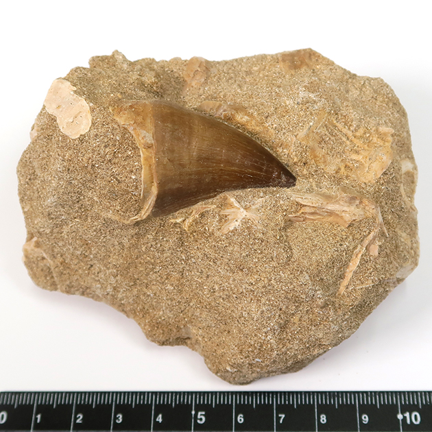 モササウルスの歯