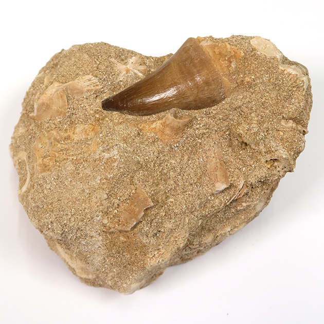 モササウルスの歯