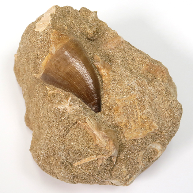 モササウルスの歯