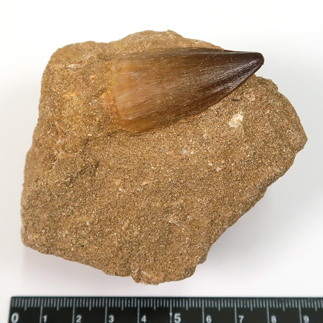 モササウルスの歯