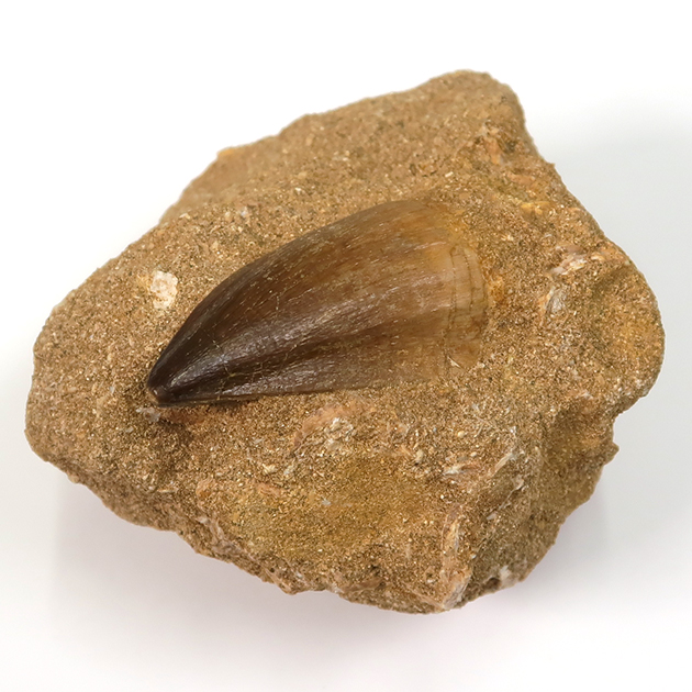 モササウルスの歯