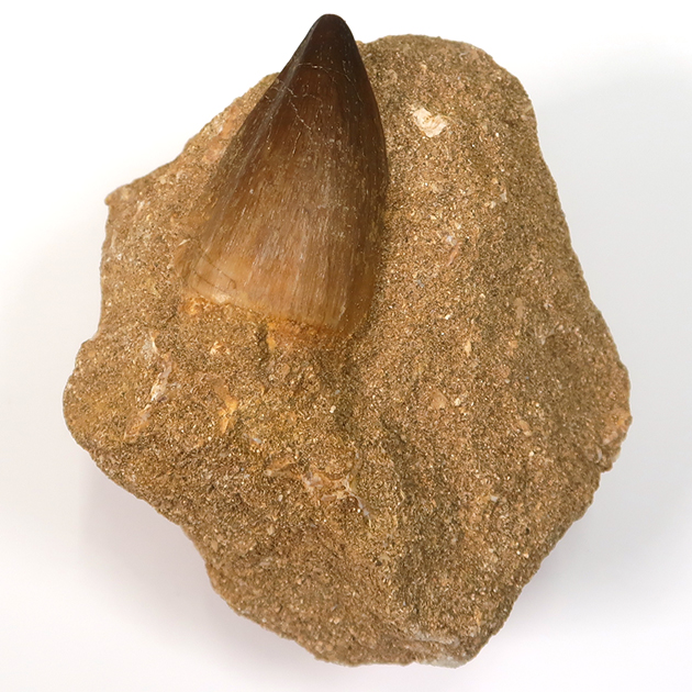 モササウルスの歯