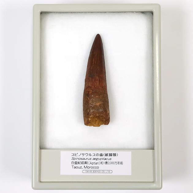 スピノサウルスの歯