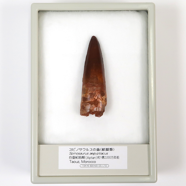 スピノサウルスの歯