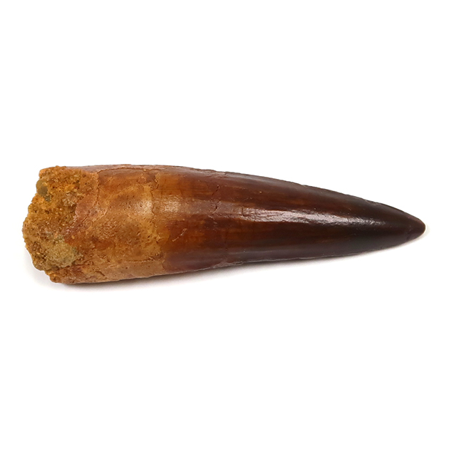 スピノサウルスの歯