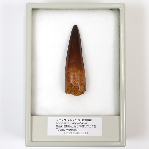 スピノサウルスの歯