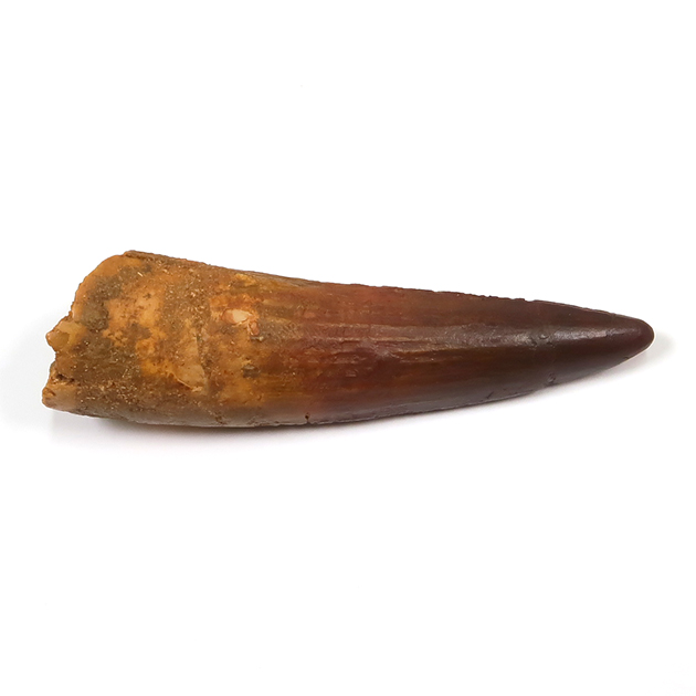 スピノサウルスの歯