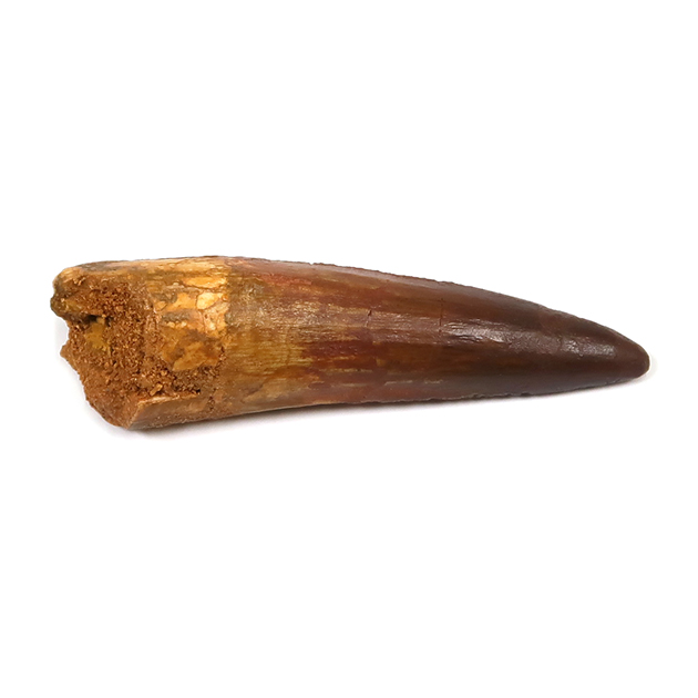 スピノサウルスの歯
