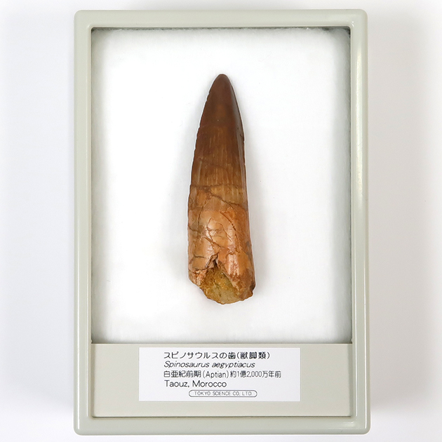 スピノサウルスの歯
