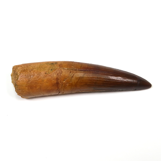 スピノサウルスの歯