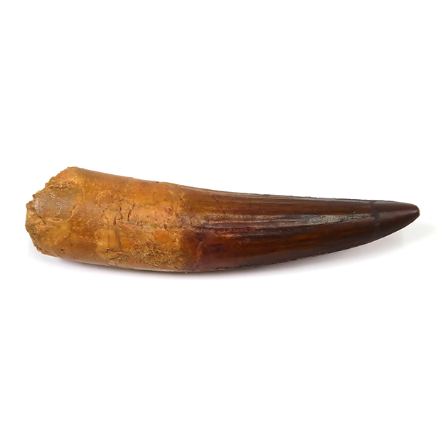 スピノサウルスの歯