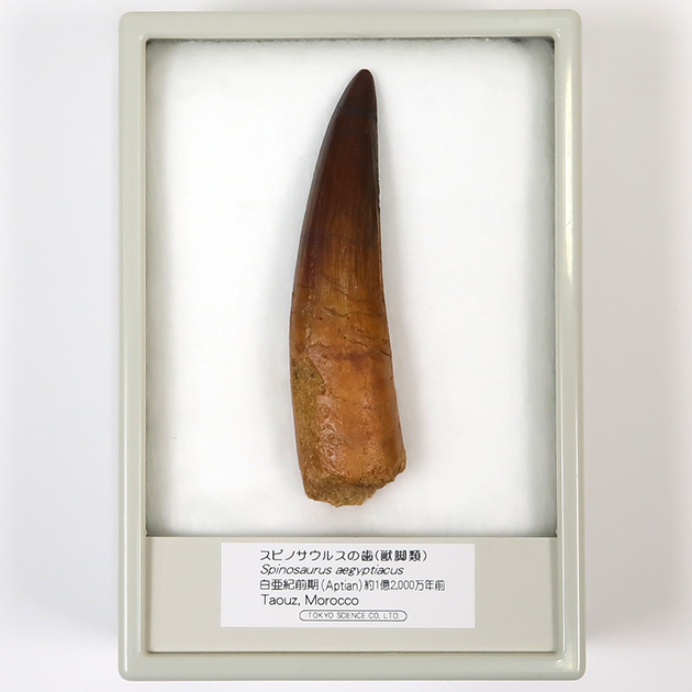 スピノサウルスの歯