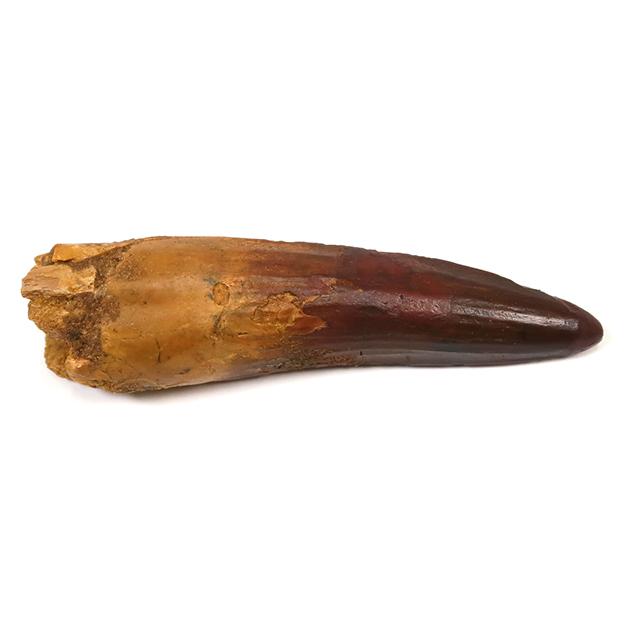 スピノサウルスの歯