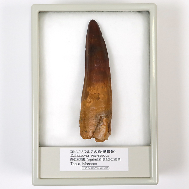 スピノサウルスの歯