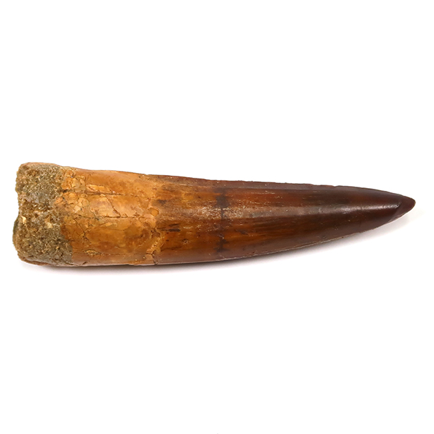 スピノサウルスの歯