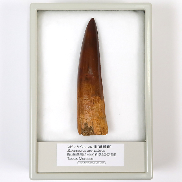 スピノサウルスの歯