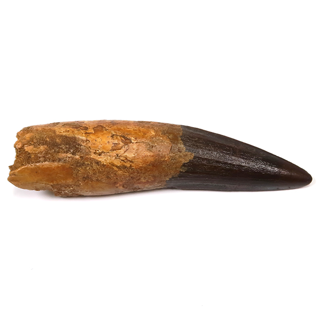 スピノサウルスの歯