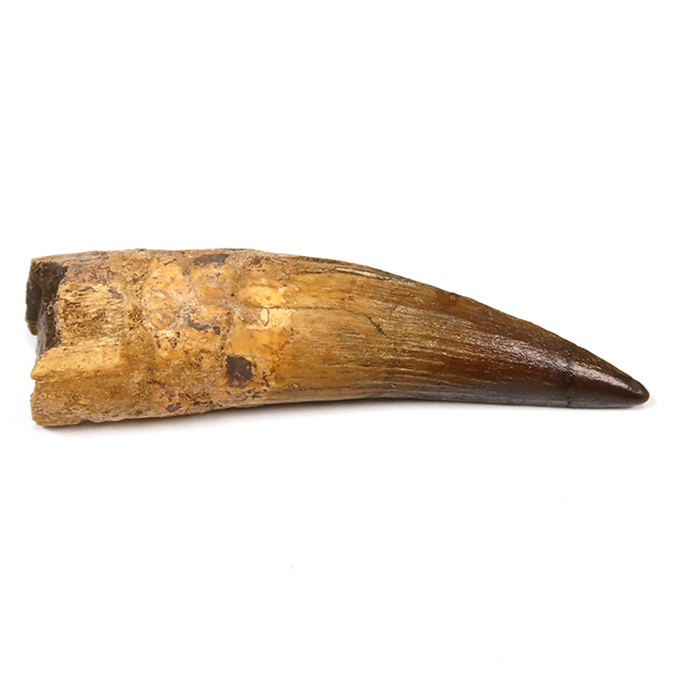 スピノサウルスの歯