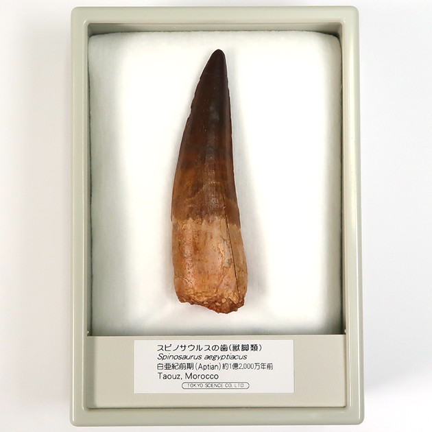 スピノサウルスの歯