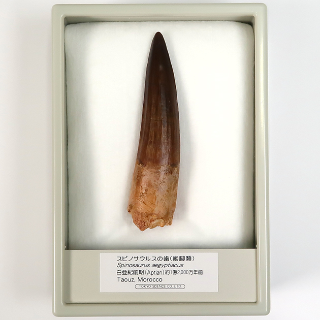 スピノサウルスの歯