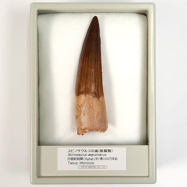 スピノサウルスの歯