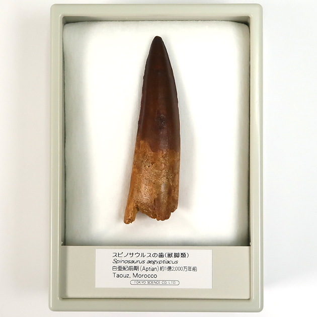 スピノサウルスの歯
